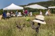 Parts-de-vignobles-dans-le-Languedoc-Roussillon