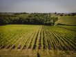 Propriete-viticole-de-42-ha-au-Sud-de-Bordeaux-rendements-eleves-et-diversification