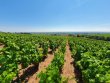 VENDU-MOULIN-a-VENT-AOP-RARE-CUVAGE-VIGNES
