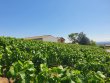 VENDU-MOULIN-a-VENT-AOP-RARE-CUVAGE-VIGNES