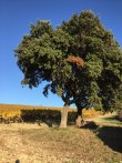 Vente-dun-lot-de-84-hectares-de-vignes-en-AOP-duche-dUzes