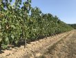 Recherche-repreneur-fermage-CMD-34-hectare-de-vigne-Certifie-BIO-en-AOC-Castillon--Cotes-de-Bordeaux-