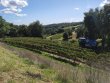26-ha-of-vines--quality-terroir--infrastructure-in-good-condition