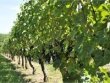 Parcelle-de-vignes-a-vendre-de-26-ha-en-AOC-Saint-Emilion