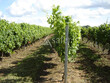 Vignes-Gaillac-18ha