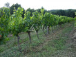 Vignes-Gaillac-18ha