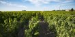 Domaine-viticole-en-AOC-Bordeaux-Bordeaux-Superieur-
