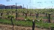 Propriete-viticole-dans-un-bel-environnement-avec-Gite