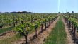 Propriete-viticole-dans-un-bel-environnement-avec-Gite