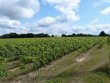 SOUS-COMPROMIS-LOIRE-ATLANTIQUE--Domaine-avec-gamme-de-vins-et-equipe-en-place