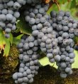 Magnifique-propriete-de-75-ha-en-AOC-Blaye-Cotes-de-Bordeaux