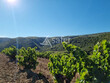 Domaine-Viticole-bio-15-ha-Proche-Perpignan