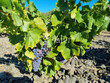 Domaine-Viticole-bio-15-ha-Proche-Perpignan