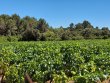 Domaine-Viticole-BIO
