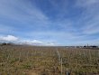 SOUS-COMPROMIS-VIGNES-MOULIN-A-VENT