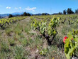 DOMAINE-VITICOLE-BIO-10-HA-PROCHE-PERPIGNAN