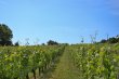 Belle-propriete-denviron-9-ha-proche-de-Saint-Emilion
