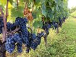 Magnifique-Propriete-Viticole-Familiale-pres-de-Saint-emilion