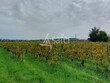 Propriete-MIXTE-viticole-et-kiwi--SAINT-EMILION