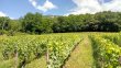 1ha-90a-de-vignes-en-cepage-Gamay-et-Mondeuse