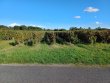 VENDU-EXCLUSIVITE-MAINE-ET-LOIRE-5ha-de-vignes-avec-locataire-en-place