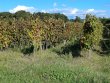 VENDU-EXCLUSIVITE-MAINE-ET-LOIRE-5ha-de-vignes-avec-locataire-en-place