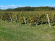 VENDU-EXCLUSIVITE-MAINE-ET-LOIRE-5ha-de-vignes-avec-locataire-en-place