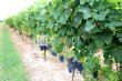 Propriete-viticole-de-8-ha-en-AOC-Saint-emilion-Grand-Cru