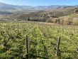 PARCELLE-DE-VIGNE-EN-AOP-JULIENAS