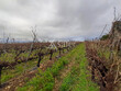 Propriete-viticole-sur-25-ha-AOP-Haut-Poitou