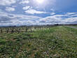 10ha-vignes-et-terres-GAILLAC