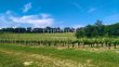 28-ha-de-vignes--Magnifique-terroir--Belle-batisse-