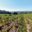 Propriete-viticole-8-ha-en-AOC-Castillon-Cotes-de-Bordeaux-Agriculture-Biologique