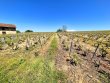 VIGNES-AOP-BROUILLY-AVEC-BATIMENT--ST-LAGER