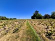 VIGNES-AOP-BROUILLY-AVEC-BATIMENT--ST-LAGER