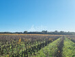 Propriete-viticole-AOP-Cotes-du-Rhone