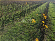 Propriete-viticole-AOP-Cotes-du-Rhone
