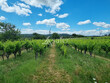 Belle-unite-fonciere-viticole-dune-quinzaine-dhectares-en-Cotes-du-Rhone-gardoises