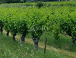 Belle-unite-fonciere-viticole-dune-quinzaine-dhectares-en-Cotes-du-Rhone-gardoises