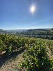 PARCELLE-DE-VIGNES-EN-AOP-BROUILLY