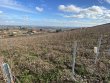Parcelles-de-vignes-en-AOP-Cote-de-Brouilly--SAINT-LAGER