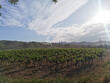 Exploitation-viticole-bio-de-75-ha-en-Terrasses-du-Larzac