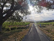 Exploitation-viticole-bio-de-75-ha-en-Terrasses-du-Larzac
