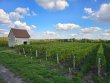 AOC-Valencay-Ensemble-viticole-structure-avec-surfaces-a-planter
