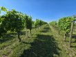 AOC-Saint-Pourcain-Parcelles-viticoles-de-146-ha-reparties-en-ilots-coherents