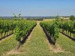 AOC-Saint-Pourcain-Parcelles-viticoles-de-146-ha-reparties-en-ilots-coherents
