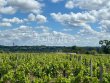 Propriete-viticole-a-taille-humaine-reseau-de-commercialisation-top-terroir
