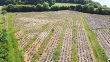 Parcelles-de-vignes-en-AOP-Cote-de-Brouilly