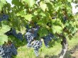 Parcelles-de-vignes-en-cru-Cairanne