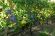 4-ha-de-vignes-certifiees-AB-en-AOC-Chinon